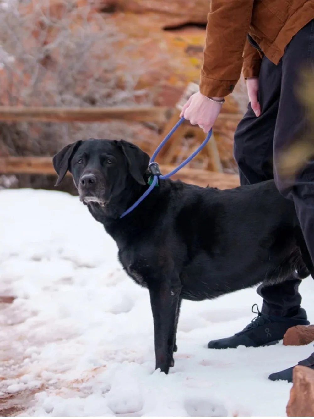 Lifetime Collar Blue Rope Dog Collar